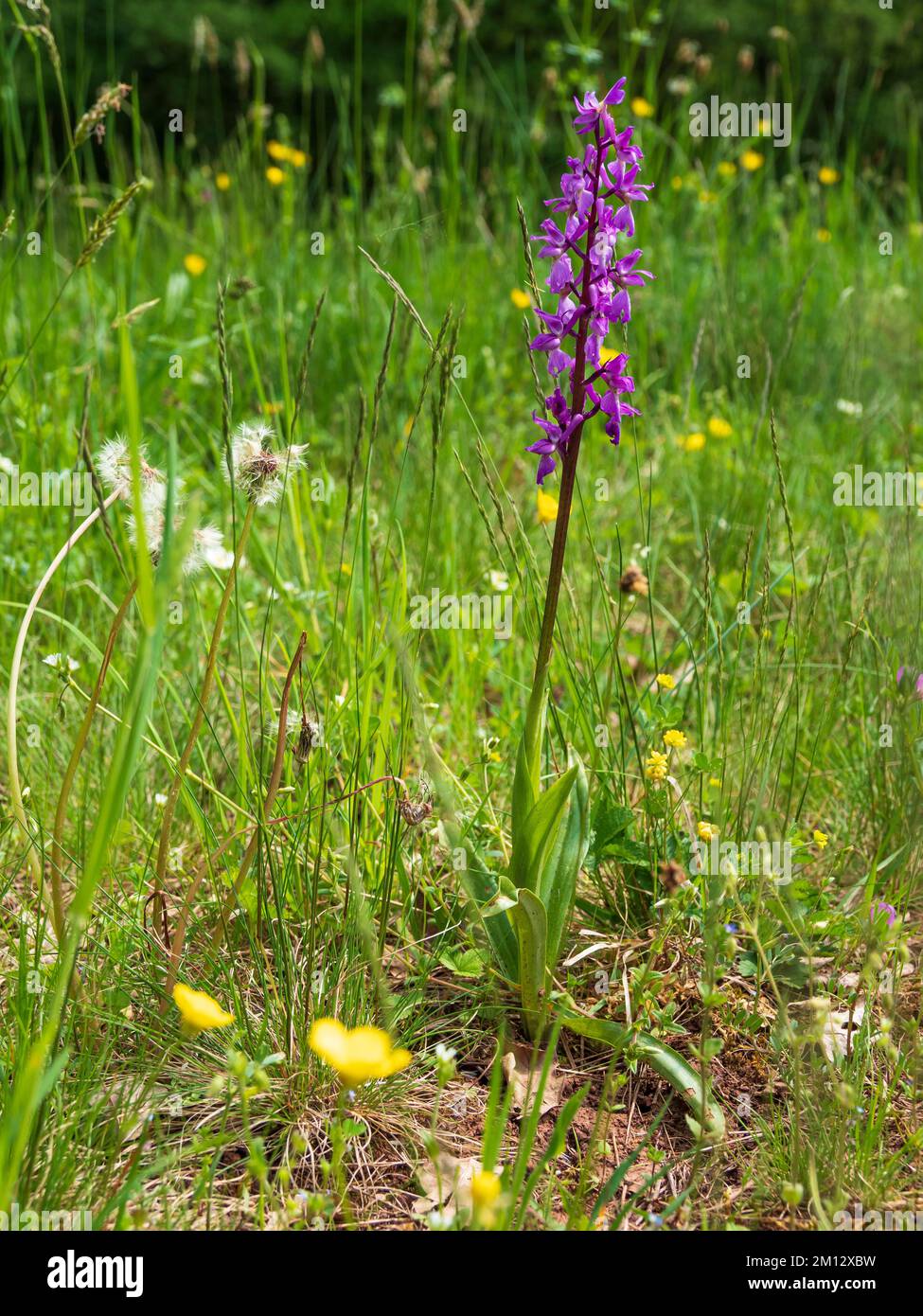 green-winged orchid, Anacamptis morio, Orchis morio Stock Photo