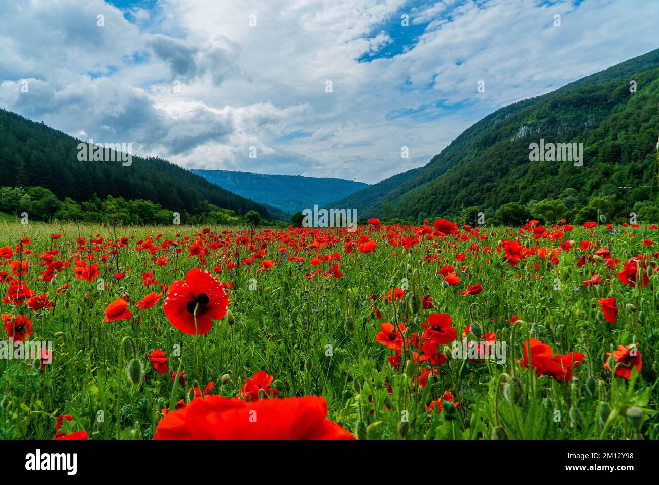 A field of red Common poppy with forest trees in the background Stock Photo