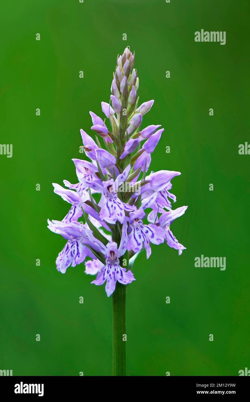 Fox Orchid or common spotted orchid (Dactylorhiza fuchsii), flower, Canton Schwyz, Switzerland, Europe Stock Photo