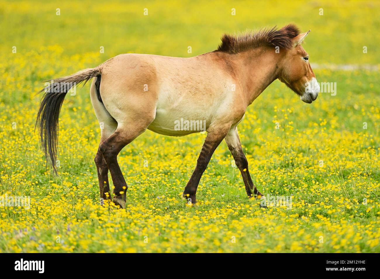 Przewalski’s horse running hires stock photography and images Alamy
