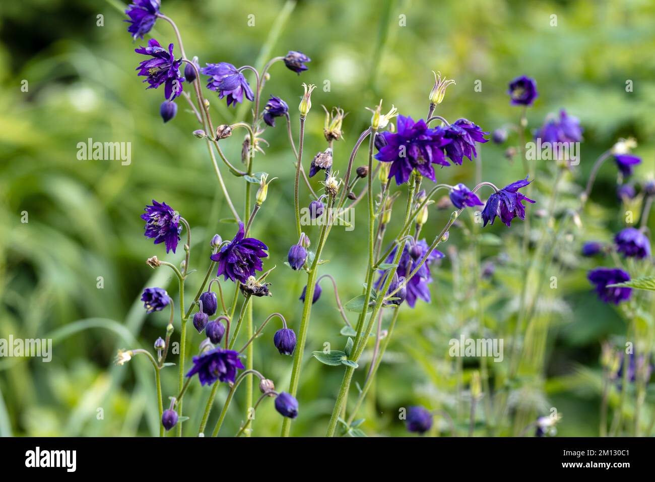 Blue flowers of the two-colored European columbin Blue Barlow. Aquilegia vulgaris plena Stock Photo