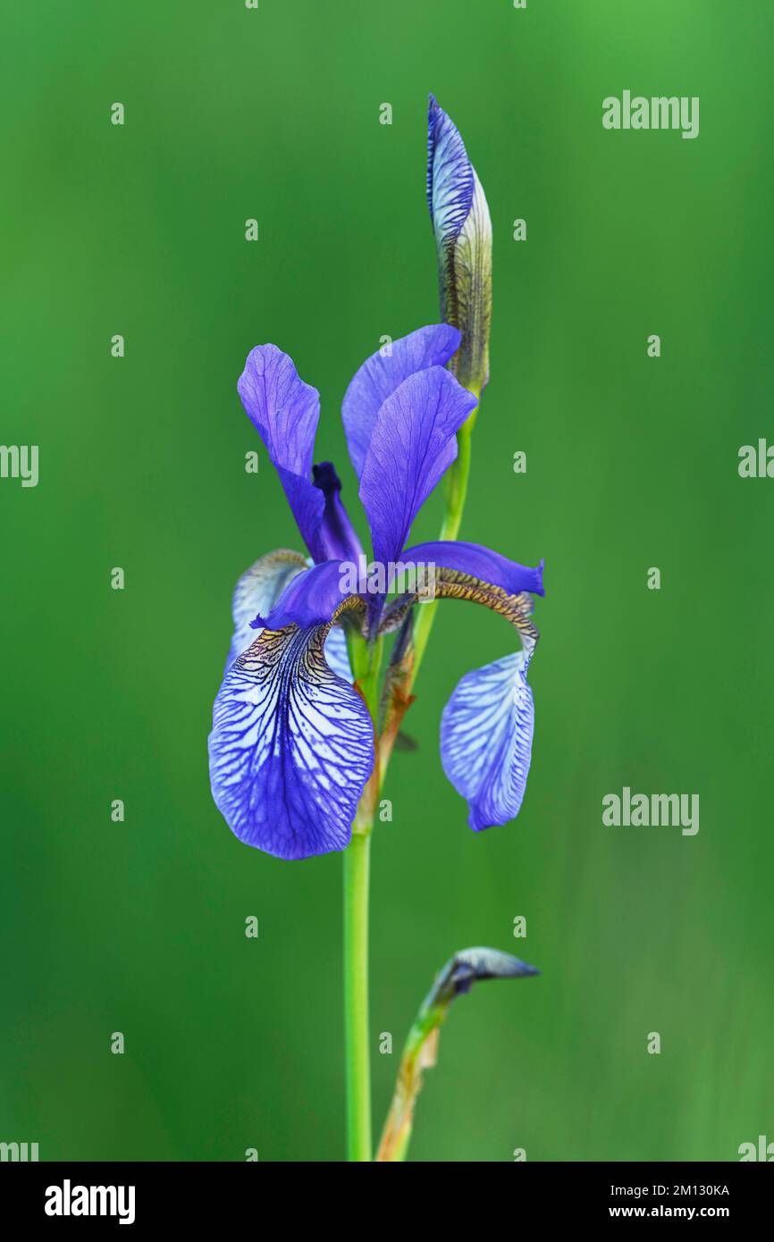 Siberian iris (Iris sibirica), flower, Canton Zug, Switzerland, Europe  Stock Photo - Alamy