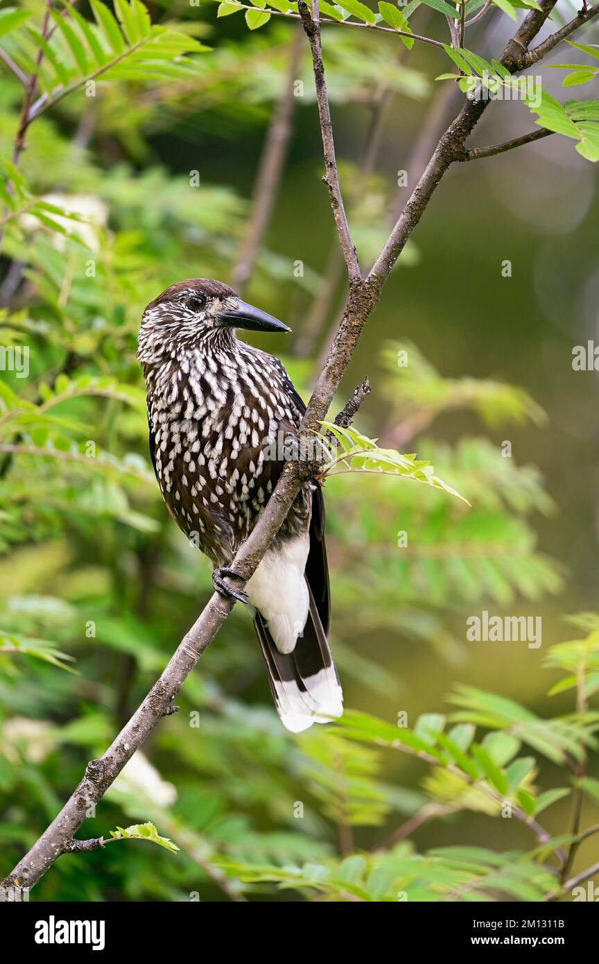 Spotted nutcracker (Nucifraga caryocatactes), sitting on branch