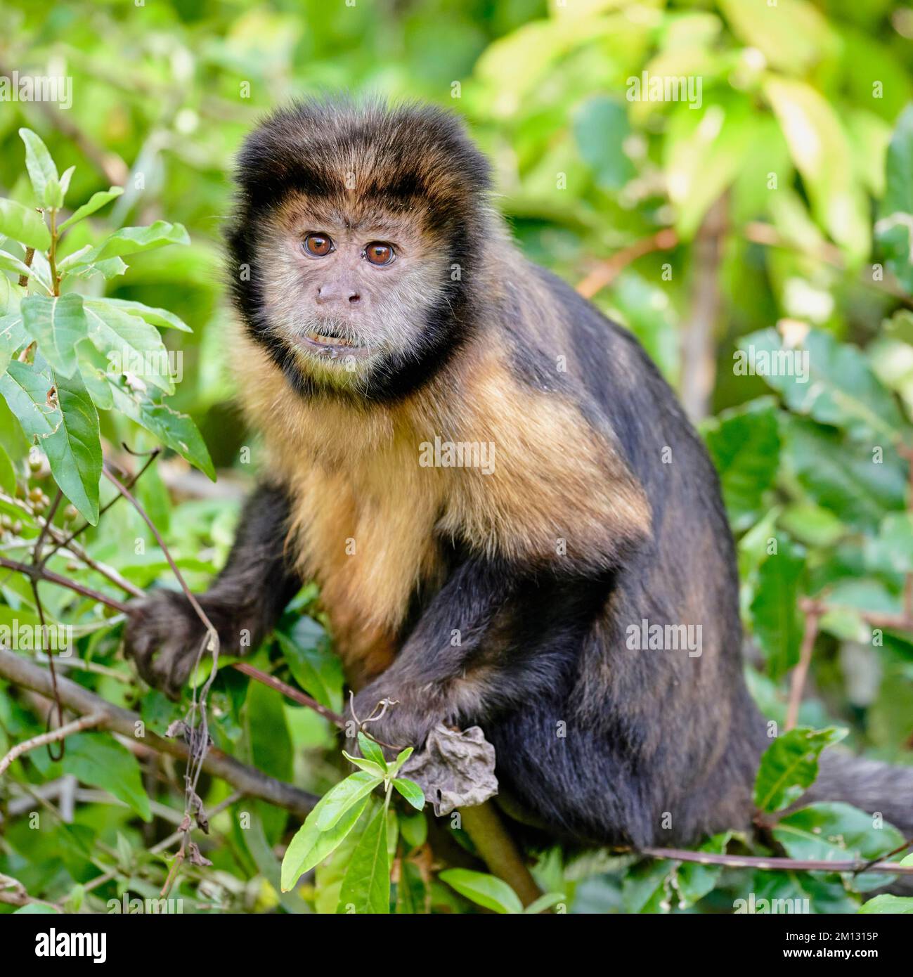 Golden bellied capuchin (Cebus xanthosternos) monkey captive Golden bellied capuchin (Cebus xanthosternos) monkey captive