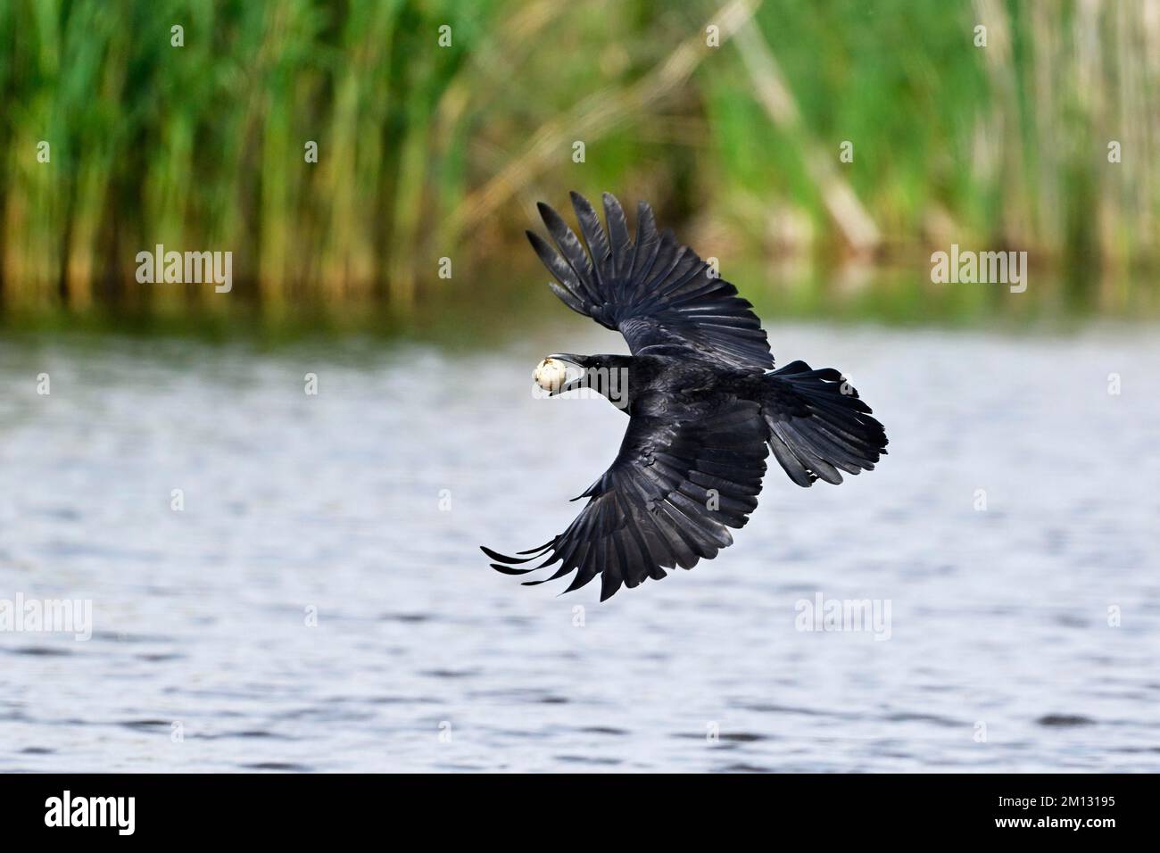 Carrion crow (Corvus corone), in flight, with egg of Great Crested ...
