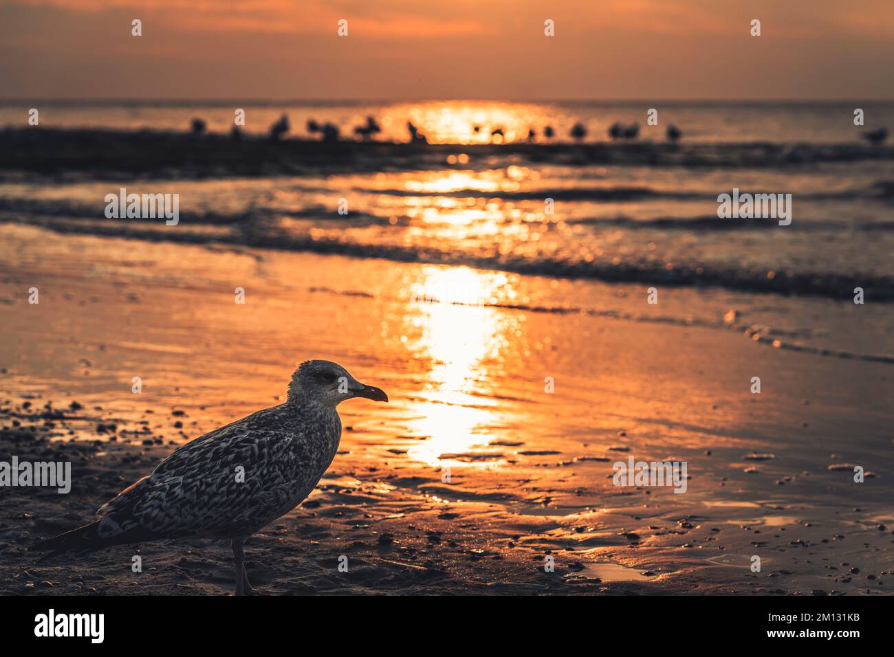 Seagull in foreground, view of North Sea, blurred background, west beach on North Sea island Norderney Stock Photo