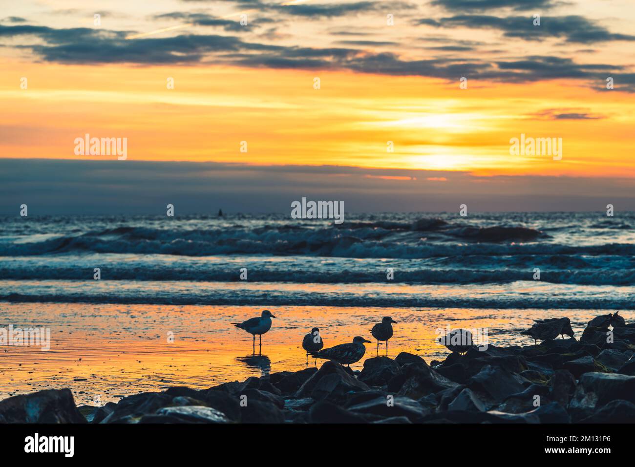 Setting sun in clouds on the North Sea island of Norderney with a group of seagulls in the foreground, blurred background Stock Photo