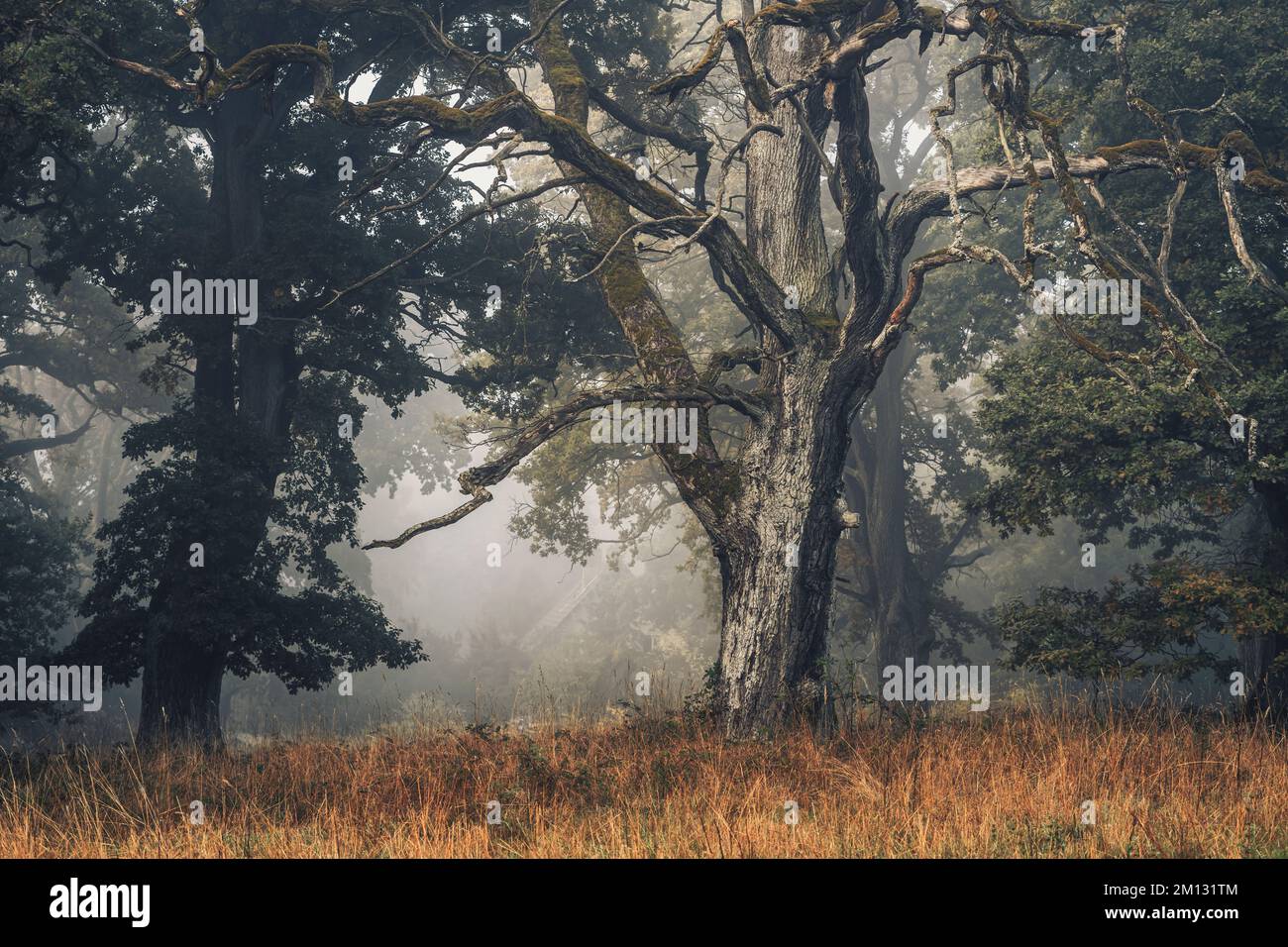 Old oak trees in the nature reserve Dönche in Kassel, autumnal, mystical atmosphere with fog, a clearing on the way Stock Photo