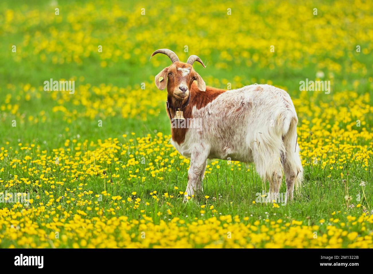 Domestic goat (Capra aegagrus hircus), standing on field of flowering buttercup (Ranunculus), captive, Switzerland, Europe Stock Photo