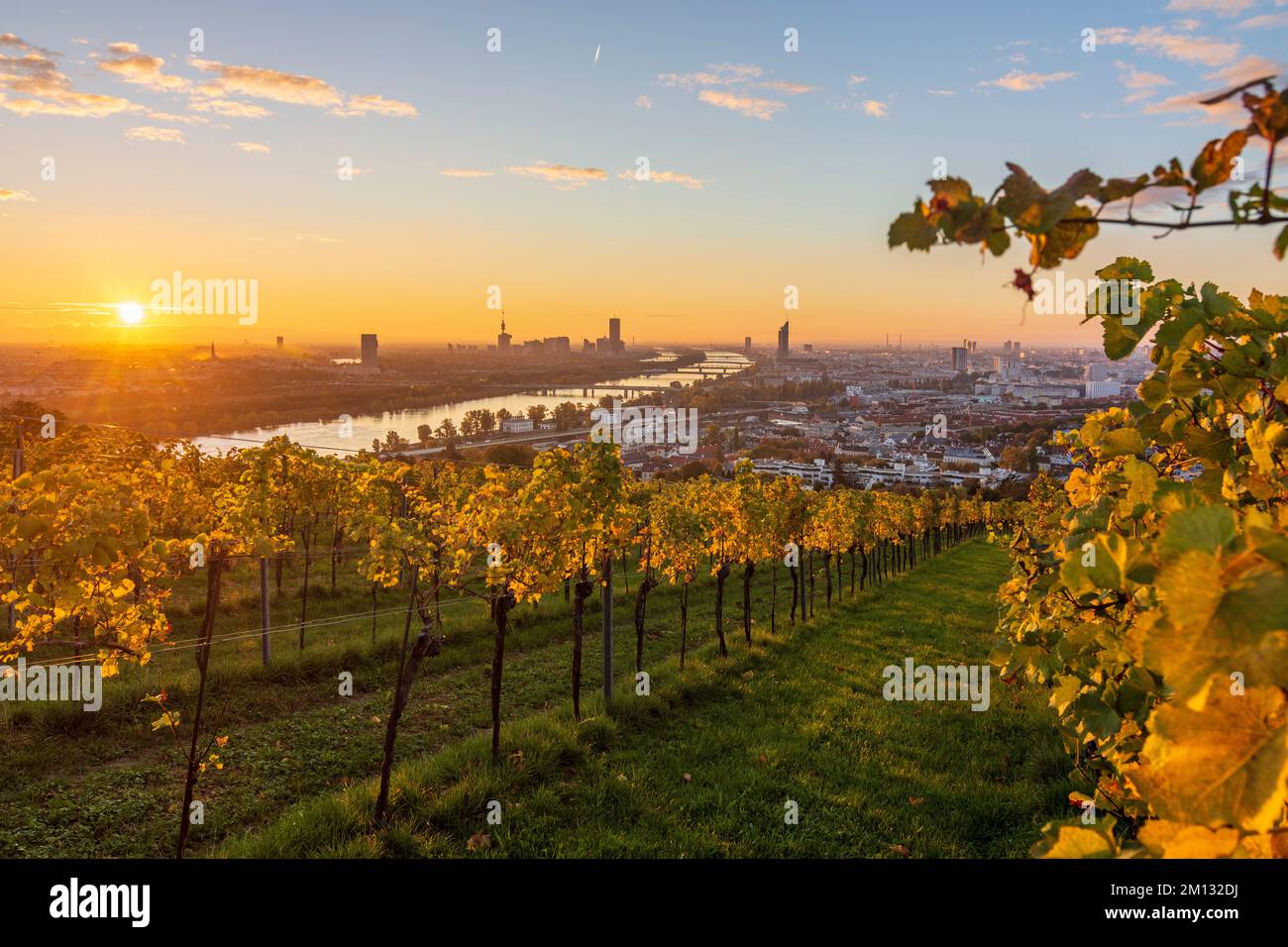 Vienna, sunrise at Vienna, vineyards, river Donau (Danube), tower