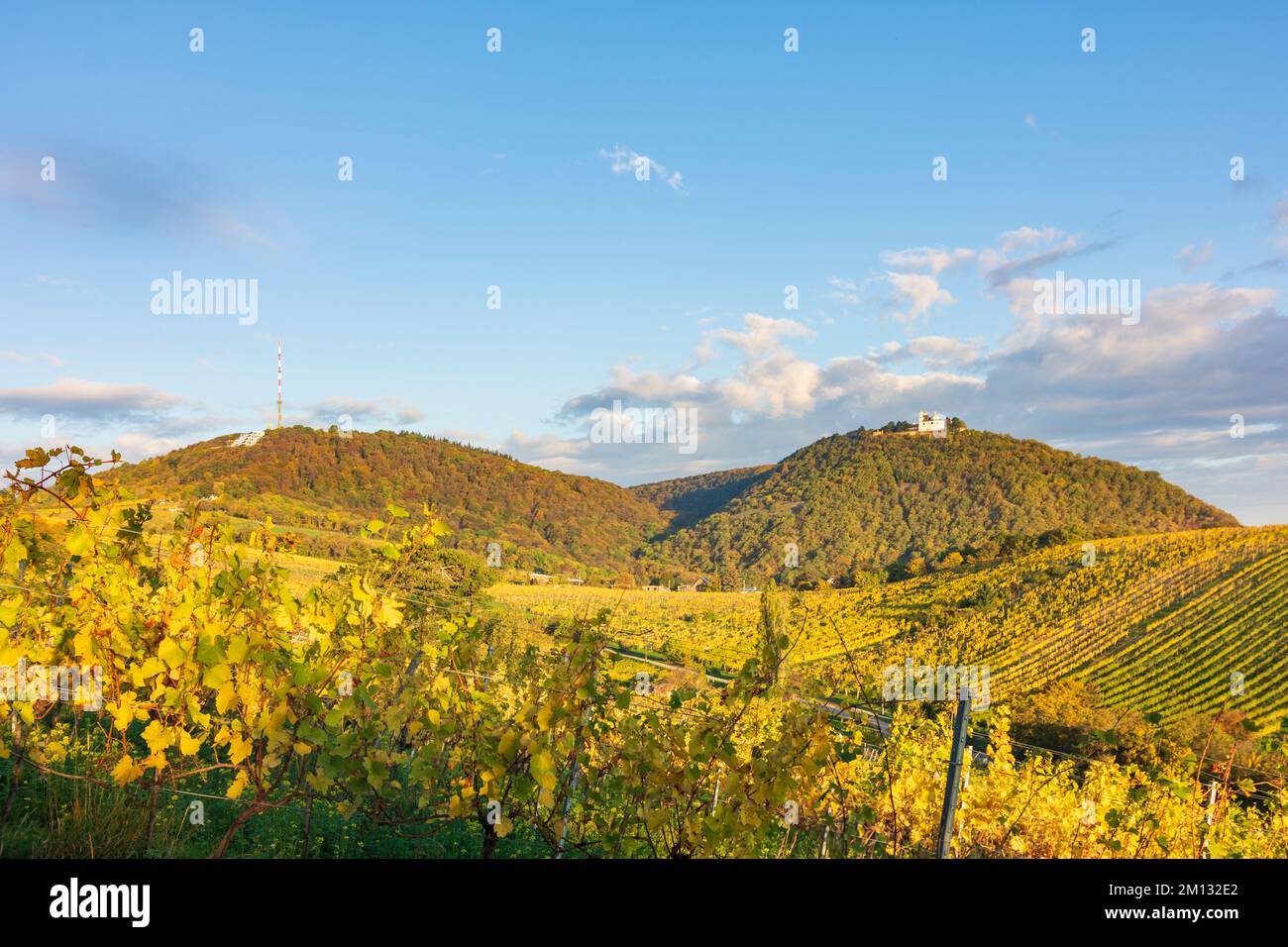 Vienna, vineyards at hill Nußberg, mountain Kahlenberg (with antenna