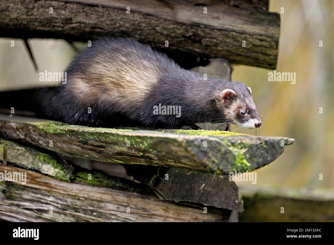 Eu ferret 2025