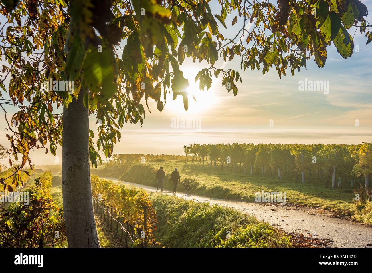 Traismauer, autumn colors, vineyards, wine-growing region of Traisental wine country, stroller, Lower Austria, Austria Stock Photo