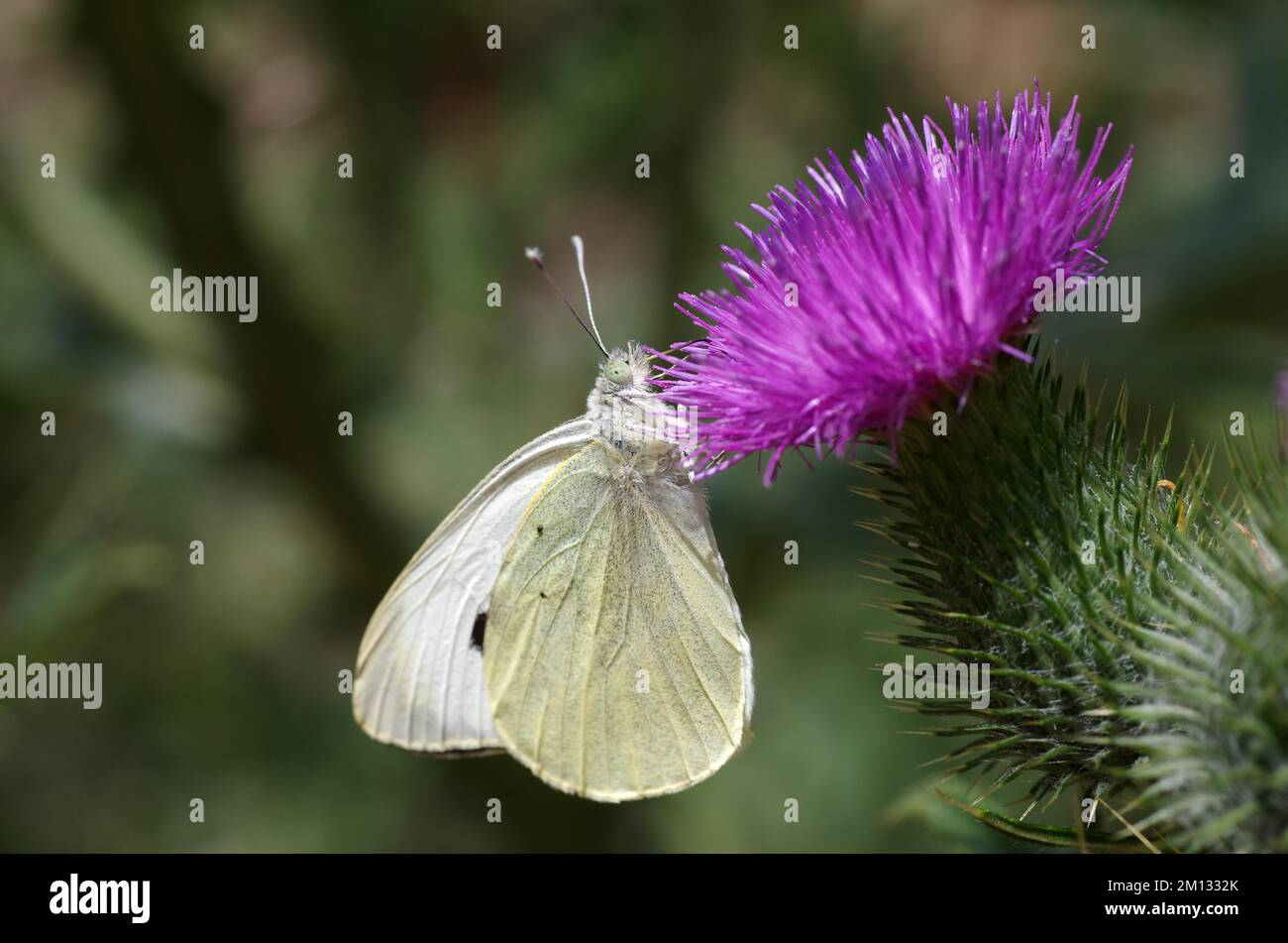 Close-up, Large cabbage white butterfly (Pieris brassica), Scabious thistle (Cirsium), Purple, The cabbage white butterfly sucks nectar from the flowe Stock Photo