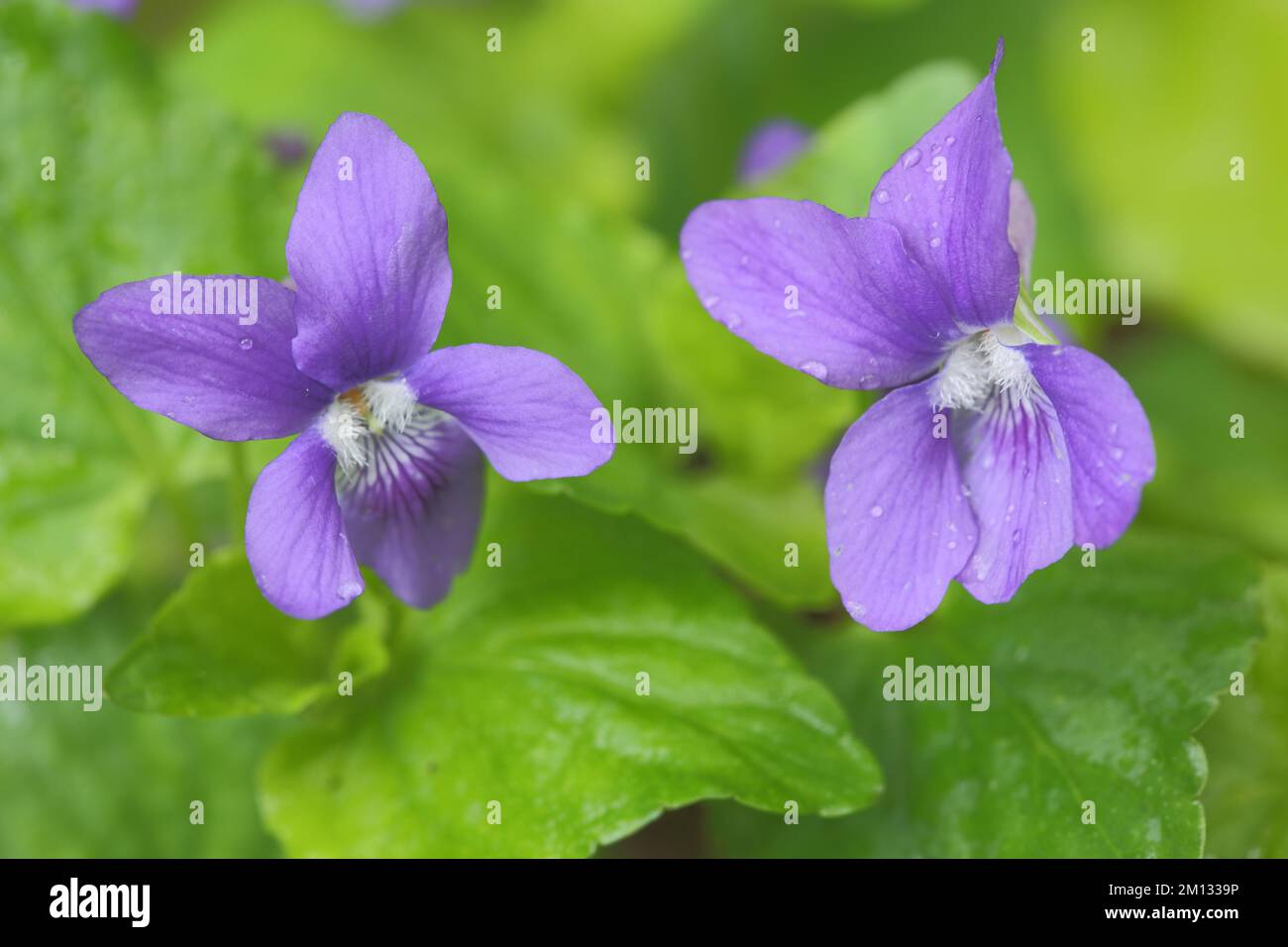 Two flowers of the wood violet (Viola riviniana), Nature, Violet family