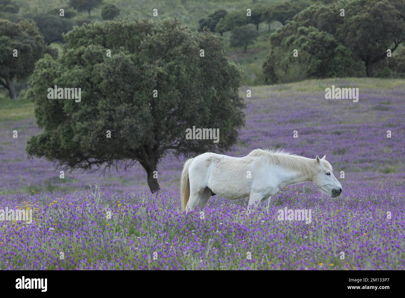 Landscape with holm oak and purple flower meadow and white horse, tree, Campillo de Deleitosa, Extremadura, Spain, Europe Stock Photo