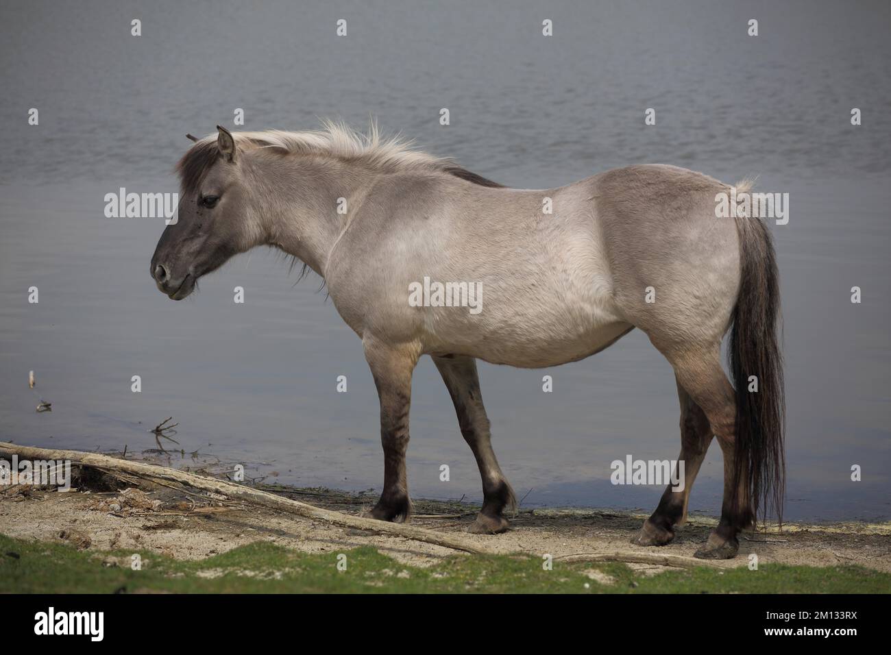 Tarpan (Equus ferus ferus), portrait, water, shore, captive Stock Photo ...