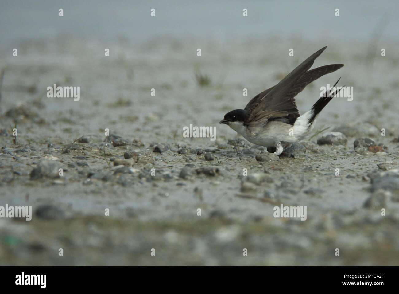 Common house martin (Delichon urbica) on the ground with wing, movement, St. Andrä, Seewinkel, Lake Neusiedl, Burgenland, Austria, Europe Stock Photo