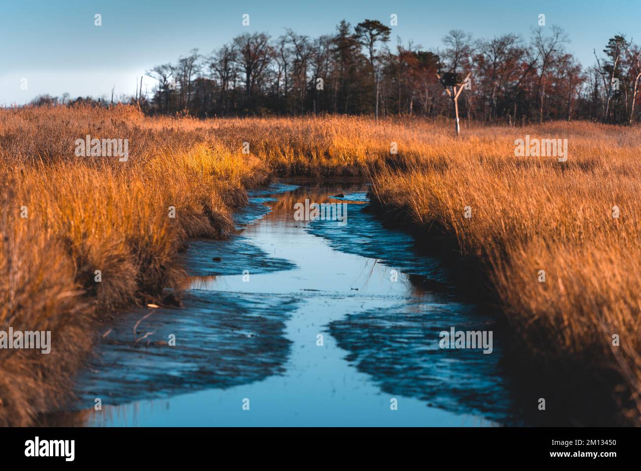 Marsh with Water and Osprey Nest Stock Photo - Alamy