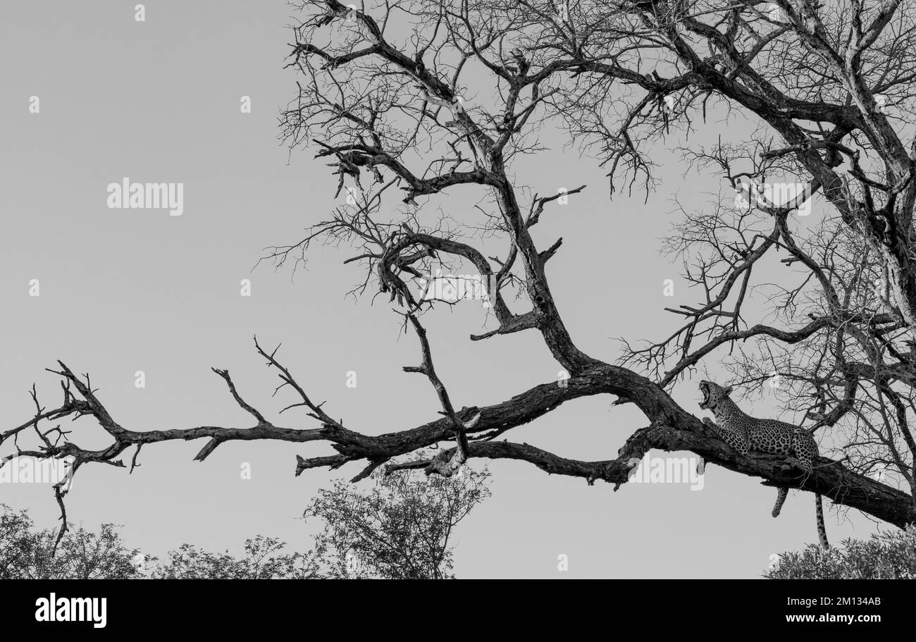 Open leopard mouth Black and White Stock Photos & Images - Alamy