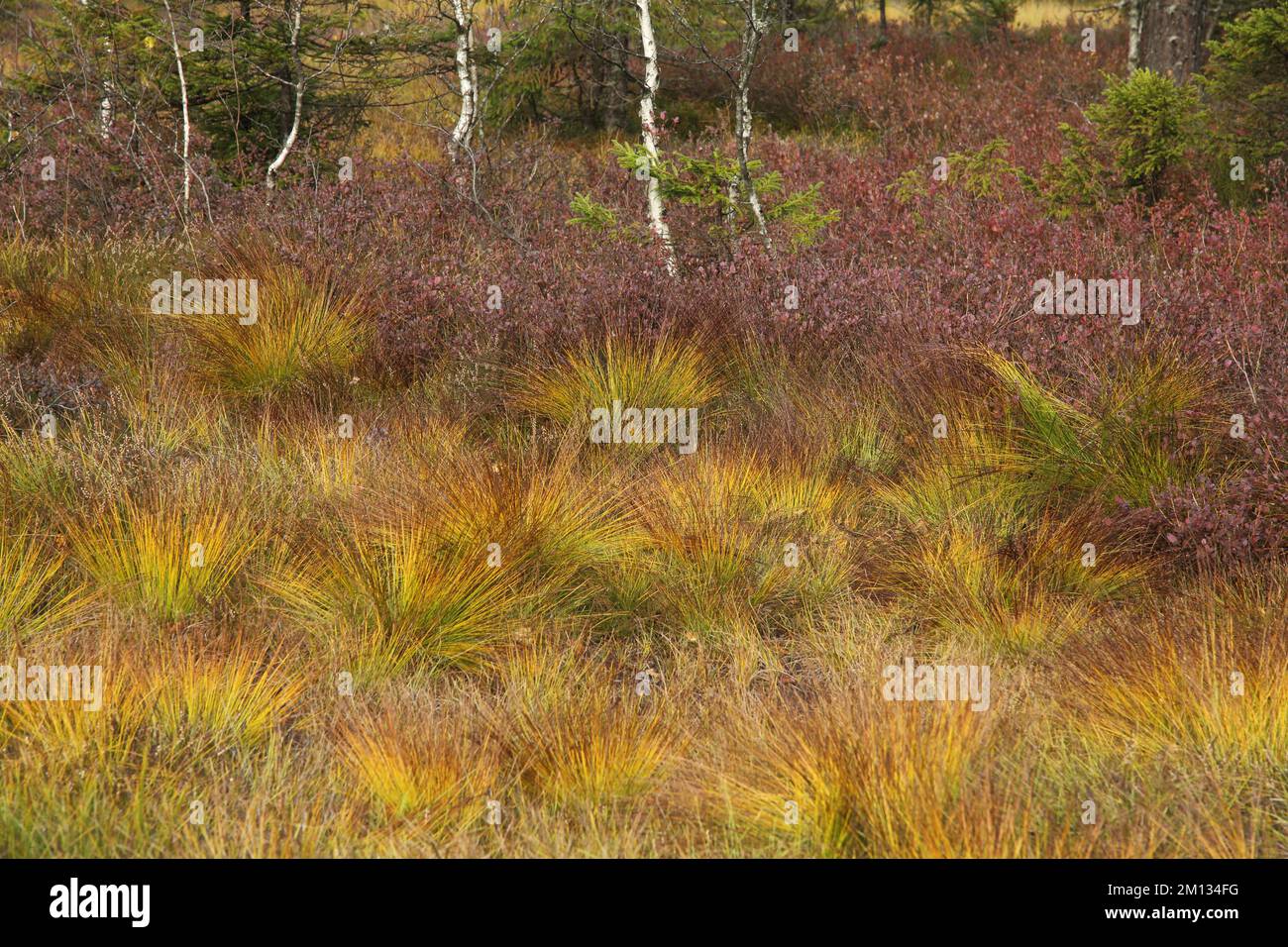 Landscape at the moor with tufts of grass from the Rostrotes Kopfried (Schoenus ferrugineus), Lac de Lispach, La Bresse, Vosges, Lorraine, France, Eur Stock Photo