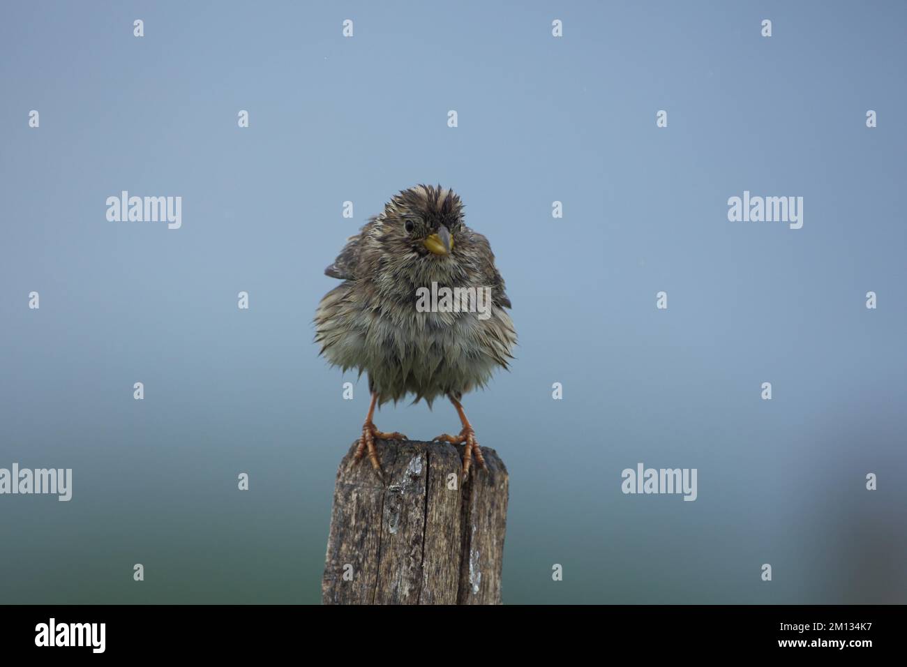 Corn Bunting (Miliaria calendra) after heavy rain, plumage, feathers, wet, humid, curious, funny, humour, strange, dishevelled, Szabadszallas, Kiskuns Stock Photo