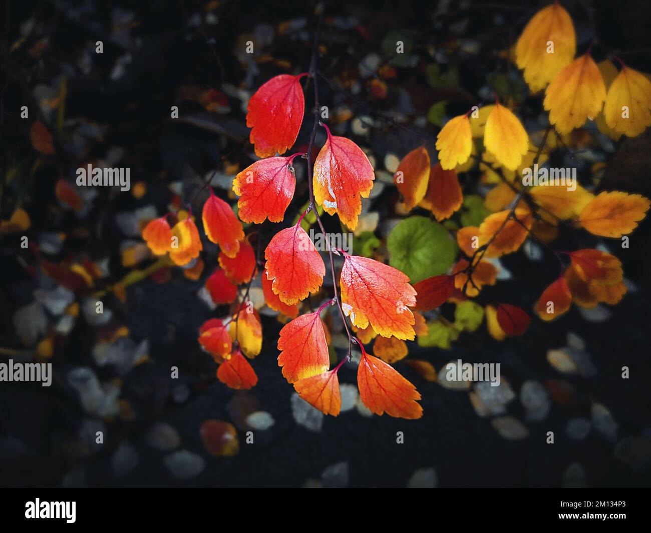 Yellow red wet leaves hi-res stock photography and images - Alamy