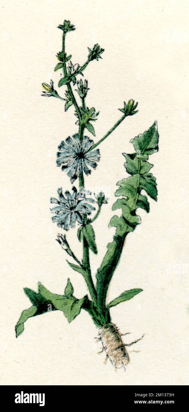 Common chicory Cichorium intybus,  (botany book, 1886), Wegwarte Stock Photo