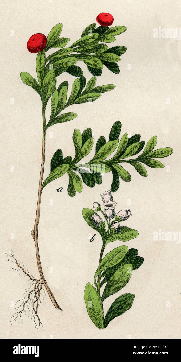 bearberry Arctostaphylos uva-ursi,  (botany book, 1879), Echte Bärentraube Stock Photo
