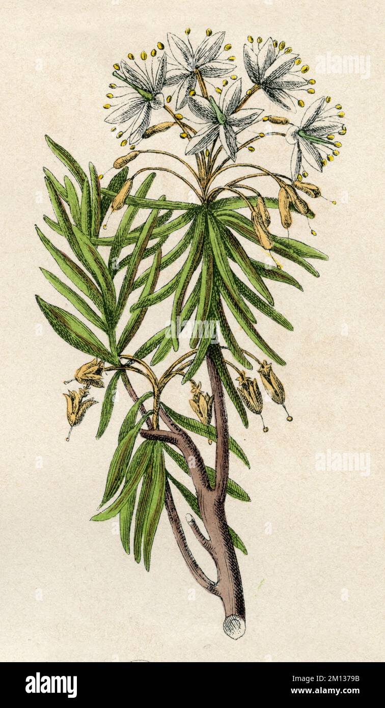 Sumpf porst hi-res stock photography and images - Alamy