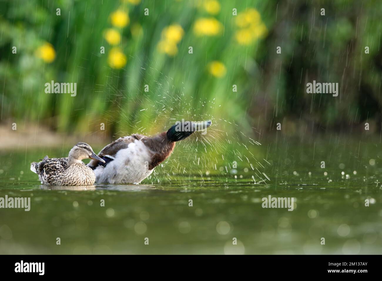A mating pair of mallard ducks are seen in a rain storm, the male is