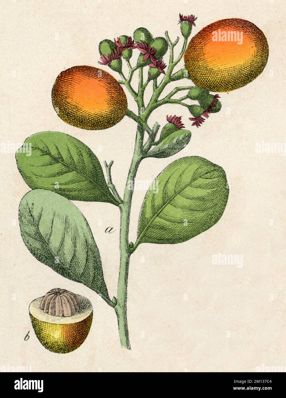 Chrysobalanus icaco Chrysobalanus icaco,  (botany book, 1879), Kokospflaume Stock Photo