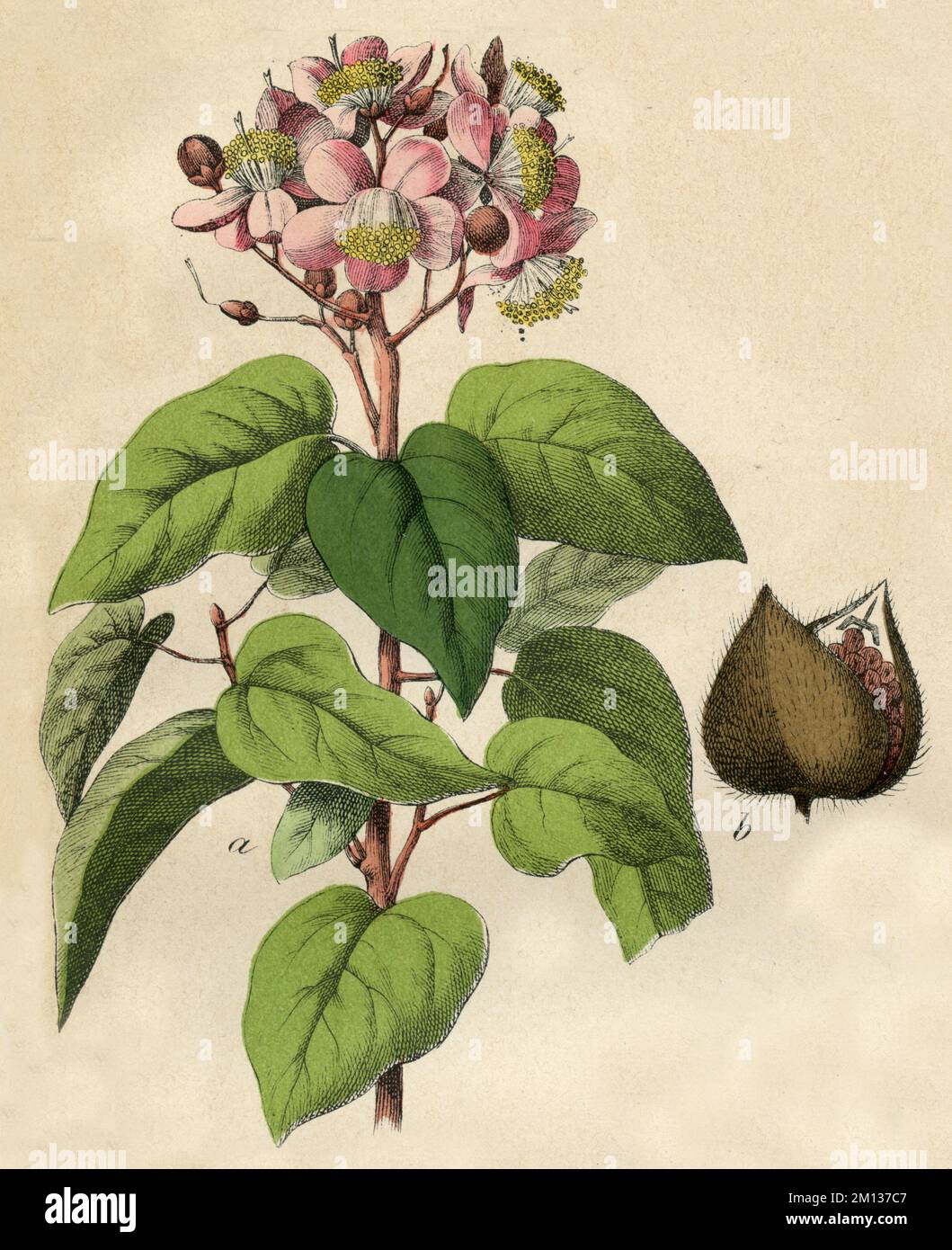 Roucoubaum hi-res stock photography and images - Alamy