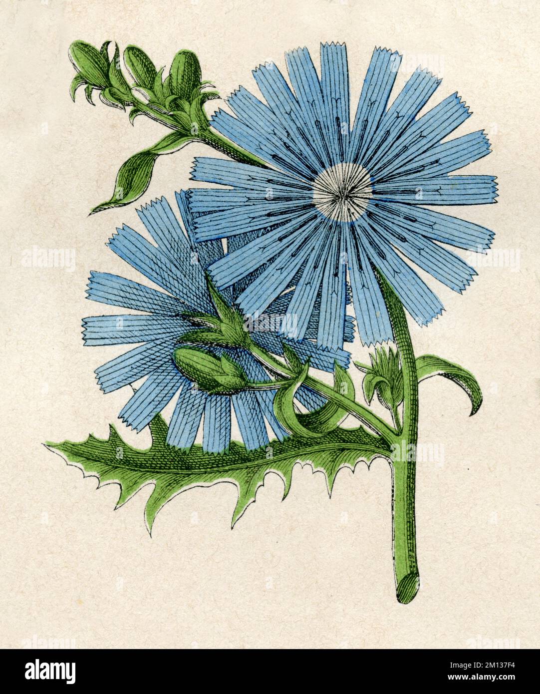 Common chicory Cichorium intybus,  (botany book, 1879), Wegwarte Stock Photo