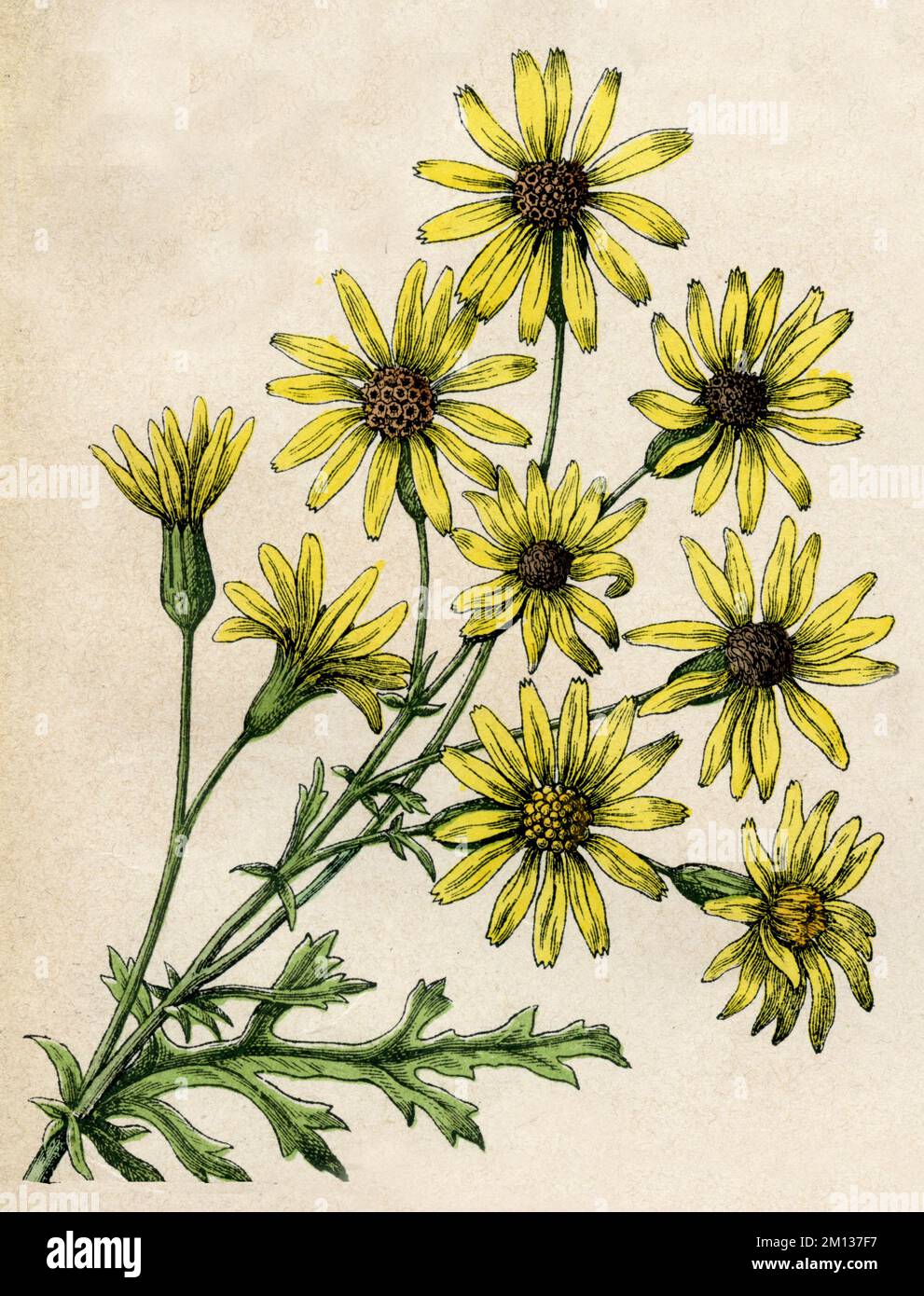 stinking willie Senecio jacobaea,  (botany book, 1879), Jakobs-Greiskraut Stock Photo