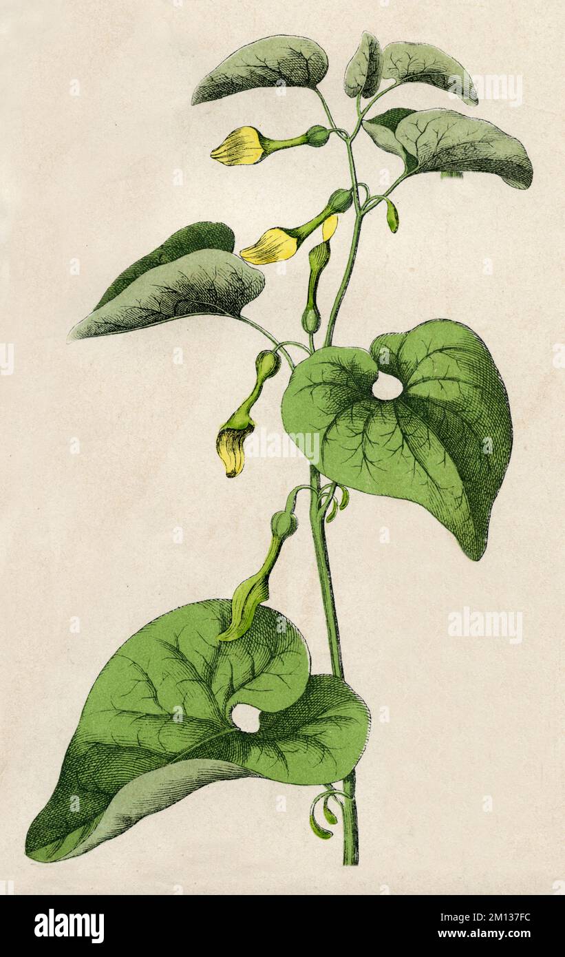 birthwort Aristolochia clematitis,  (botany book, 1879), Aufrechte Osterluzei Stock Photo