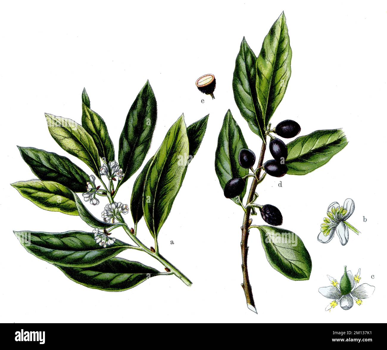 Laurel tree Laurus nobilis, (botany book, 1909), Lorbeer Stock Photo