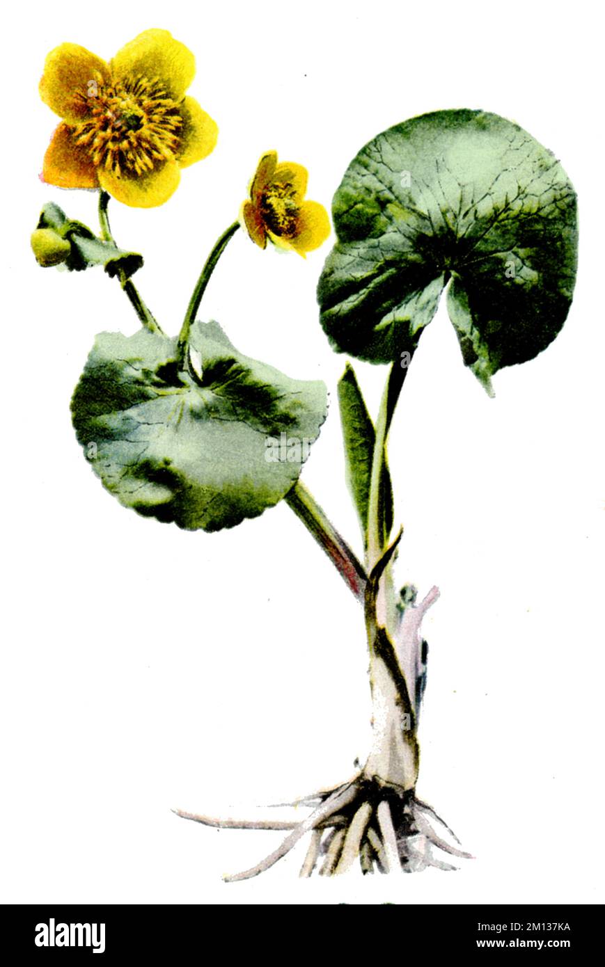 marsh-marigold Caltha palustris,  (botany book, 1909), Sumpfdotterblume Stock Photo