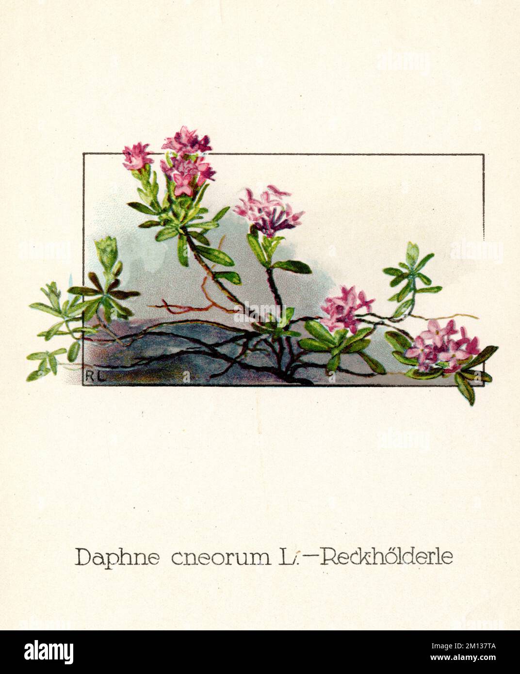 rose daphne Daphne cneorum,  (botany book, 1922), Rosmarin-Seidelbast Stock Photo