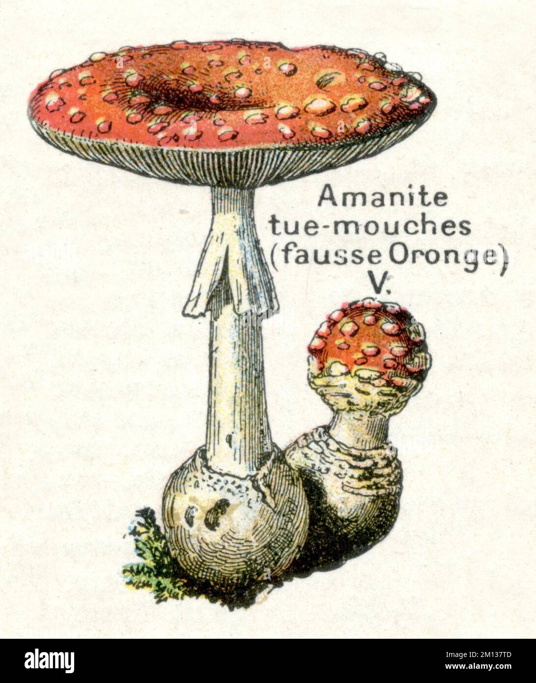 fly agaric or fly amanita Amanita muscaria,  (encyclopedia, 1910), Fliegenpilz Stock Photo