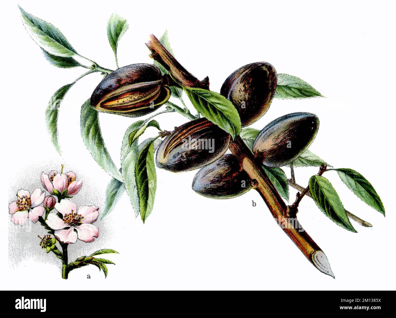 almond tree Prunus dulcis Syn. Prunus amygdalus, (botany book, 1909