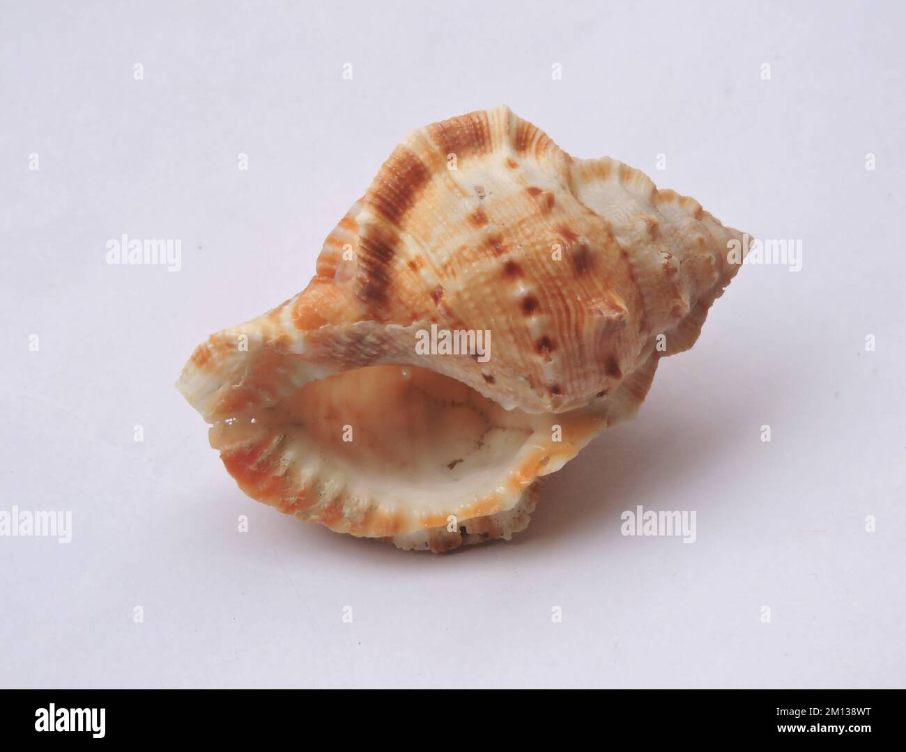 Florida horse conch, is a species of extremely large predatory subtropical and tropical sea snail, a marine gastropod mollusc Stock Photo