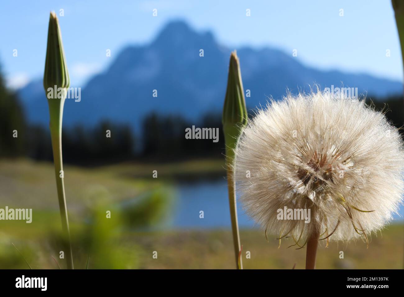 Range of plants hi-res stock photography and images - Alamy