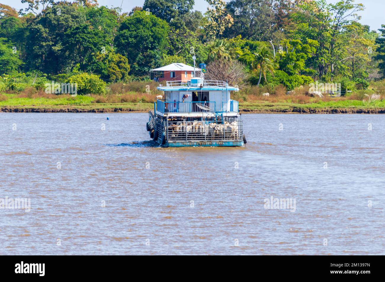 Small animal farm and animal transportation on the river banks of the Amazon River in Brazil in the middle of the foresty seen from a river cruise Stock Photo