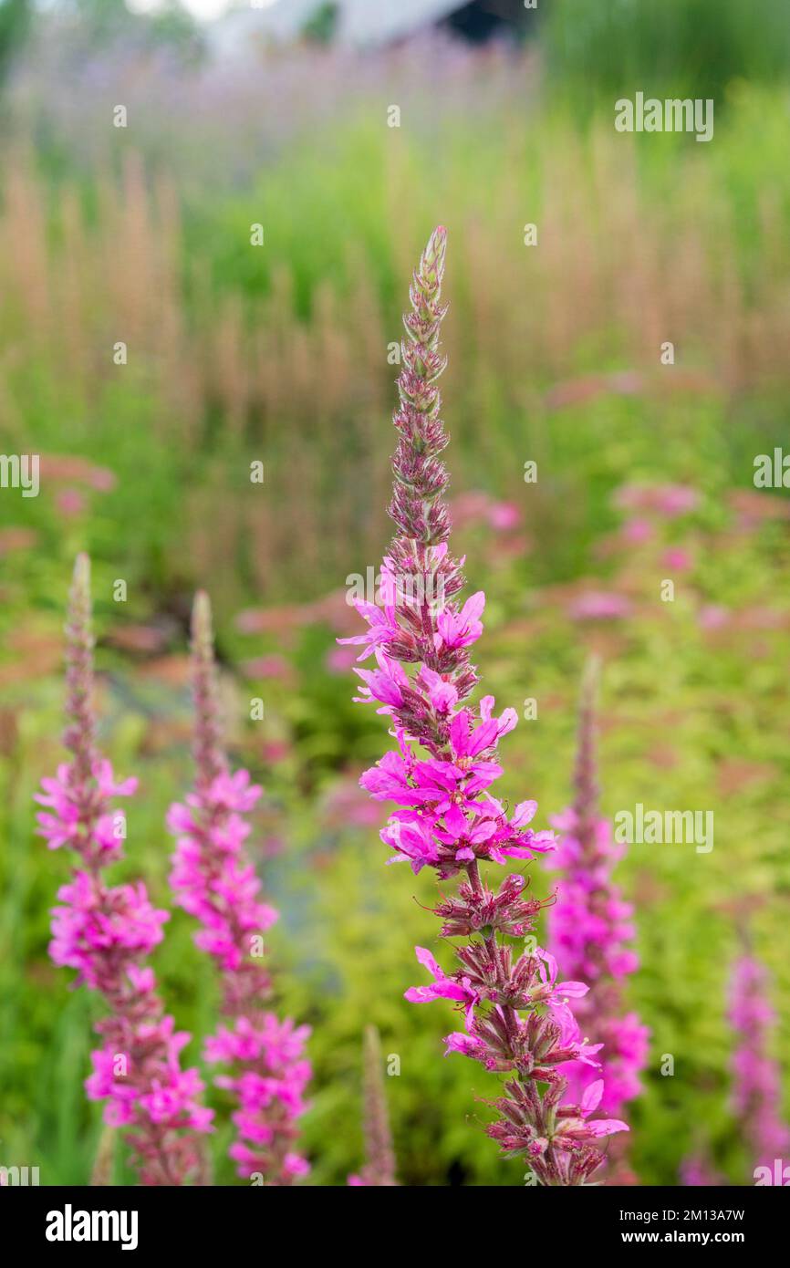 Purple-pink, small, star-shaped flowers of Lythrum salicaria. Plant for gardening and landscape design. Floral background. Stock Photo