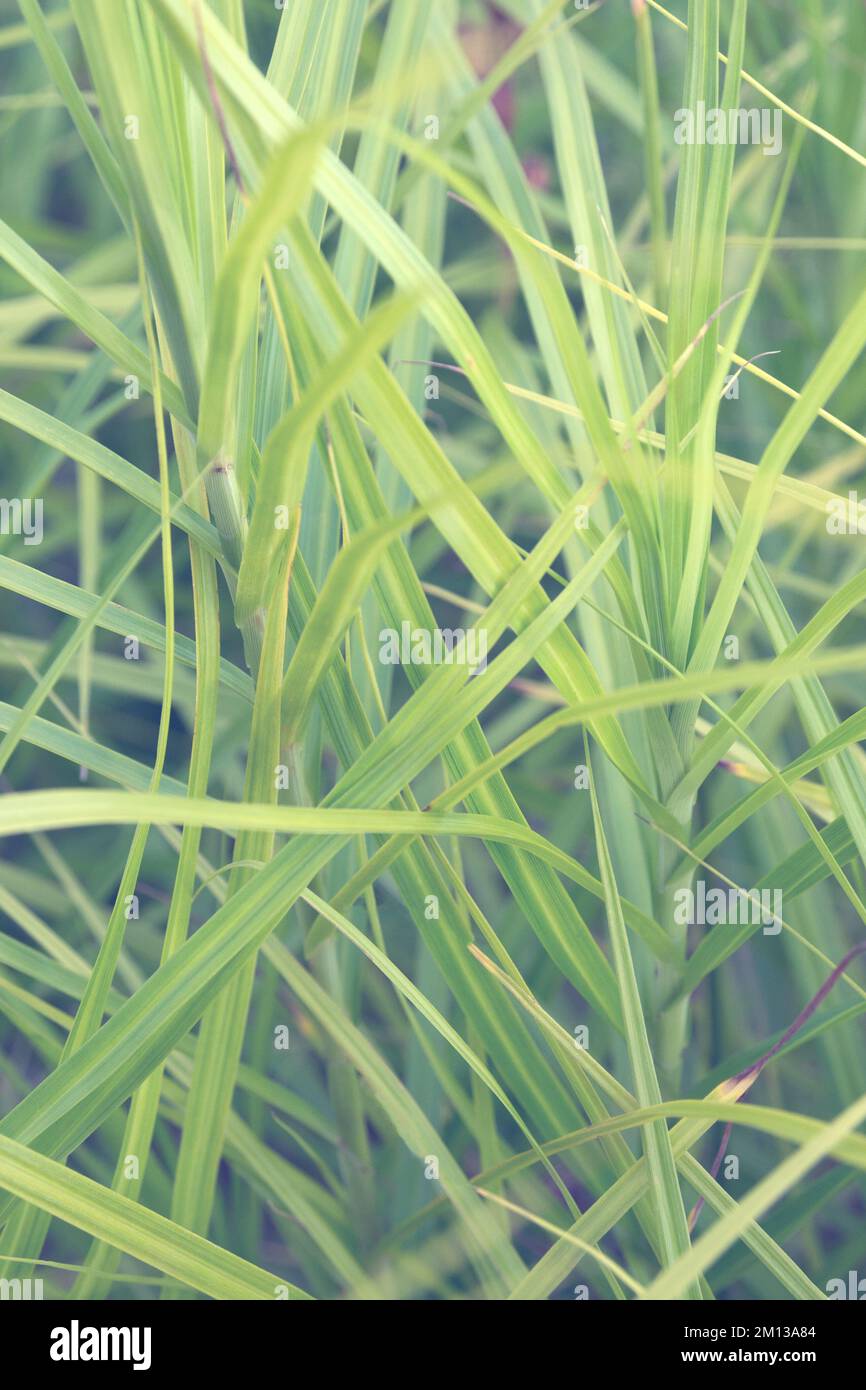 Narrow long green leaves of Carex muskingumensis. Decorative cereal plant. Horticulture and landscape design. Natural background. Stock Photo