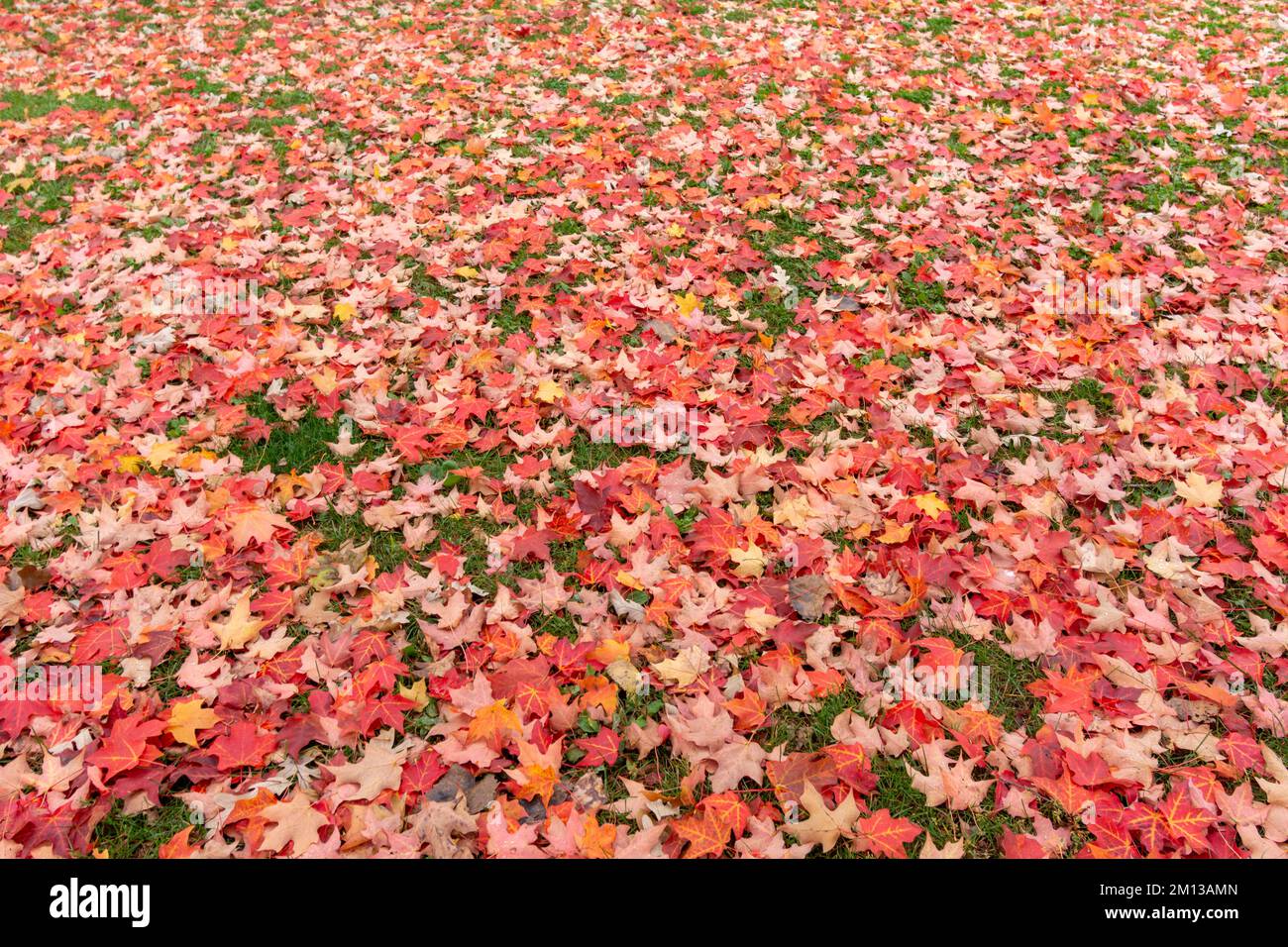 Green lawn is covered with maple leaves in fall. Stock Photo
