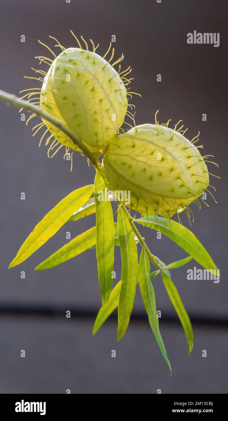 Gomphocarpus fruticosus branches with green balls with air Stock Photo