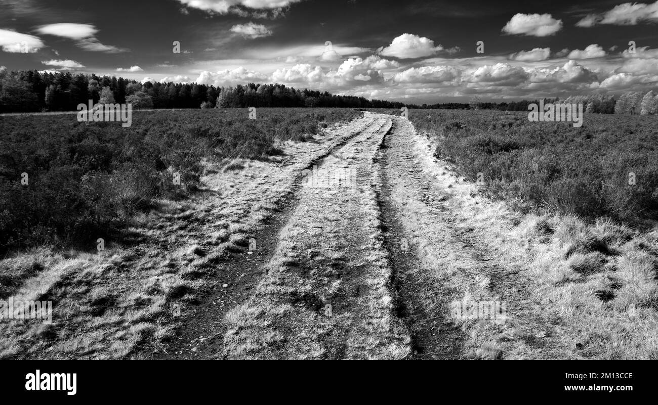 Black and white photograph of country track across heathland in Spring on Cannock Chase AONB Area of Outstanding Natural Beauty in Staffordshire Stock Photo