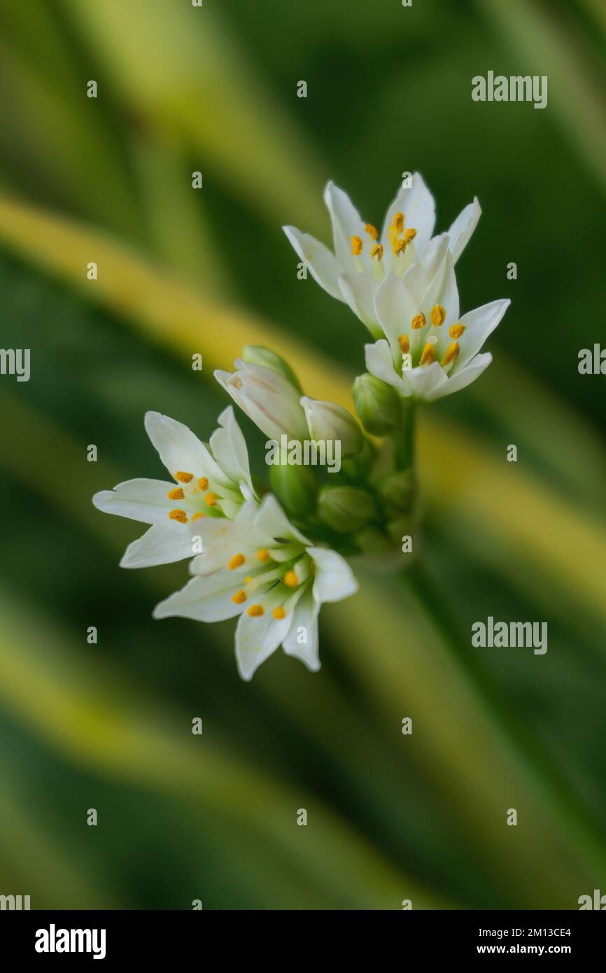 Inflorescence of white Allium zebdanense wild ornamental onion flowers close up on a green background Stock Photo